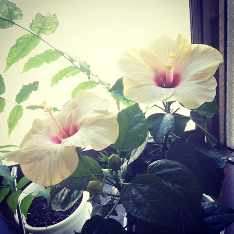 ブログはじめました。