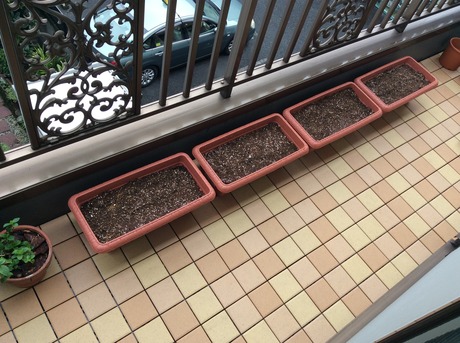 プランターで、にんにくの栽培をはじめました。