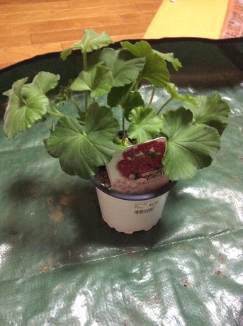 3週間前に植えたゼラニウムを全部枯した……